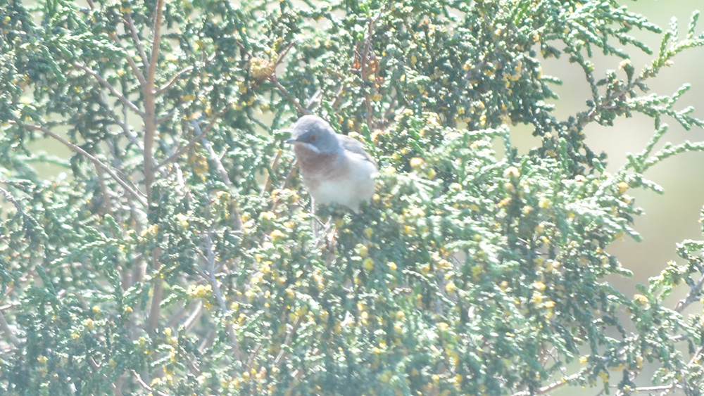 Bıyıklı ötleğen