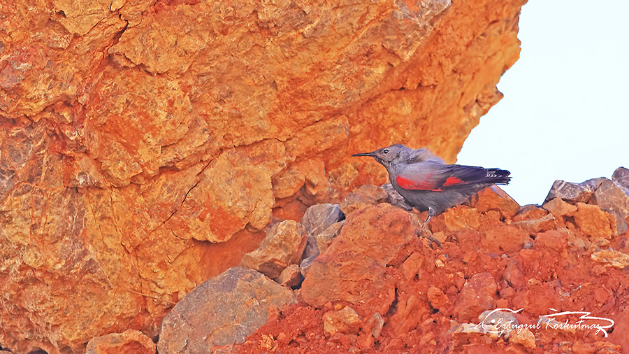 Duvar tırmaşıkkuşu