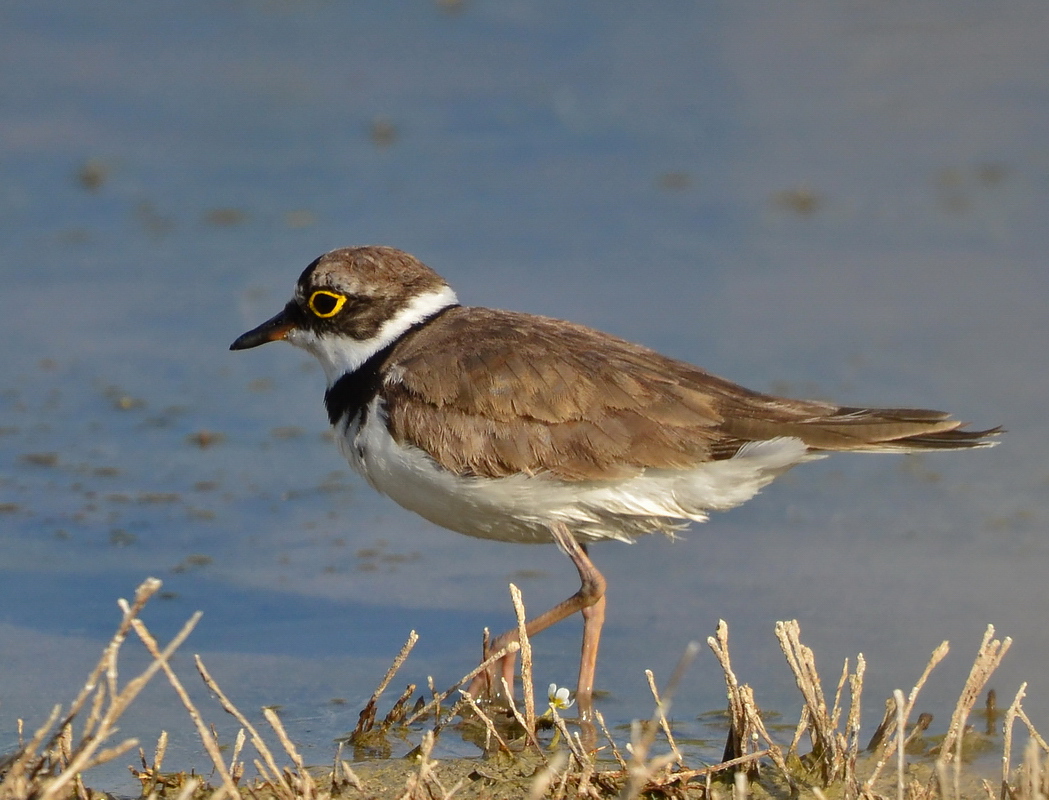 Halkalı küçük cılıbıt