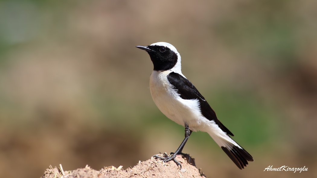 Karakulaklı kuyrukkakan