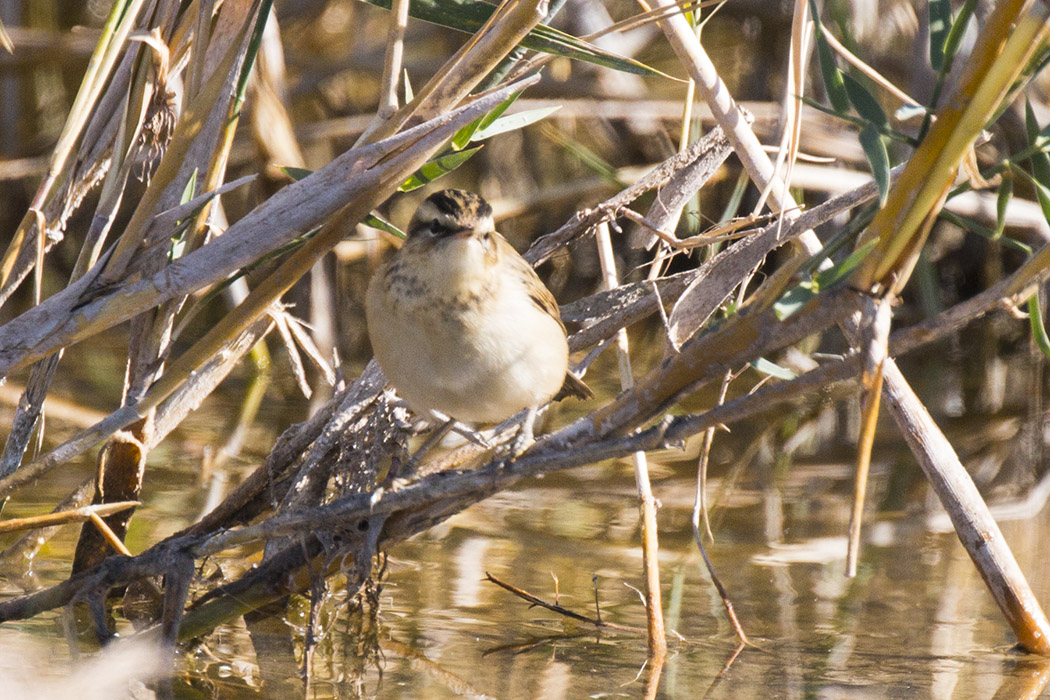 Kındıra kamışçını