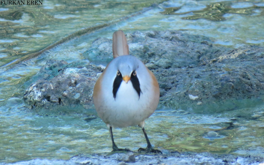 Bıyıklı baştankara
