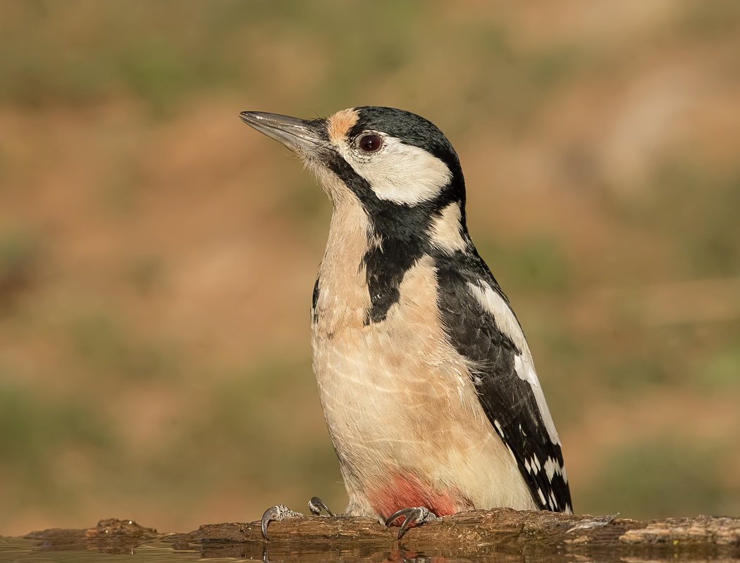 Orman alaca ağaçkakanı