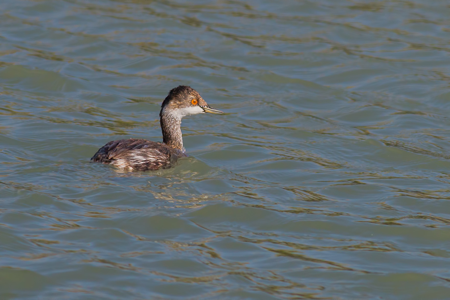 Karaboyunlu batağan