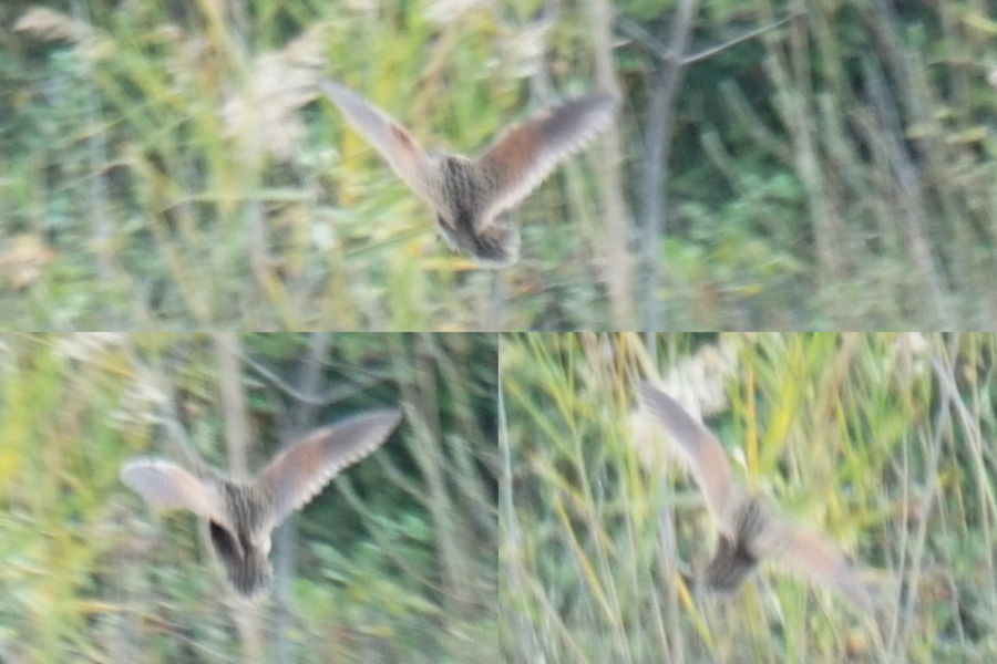 Bıldırcınkılavuzu