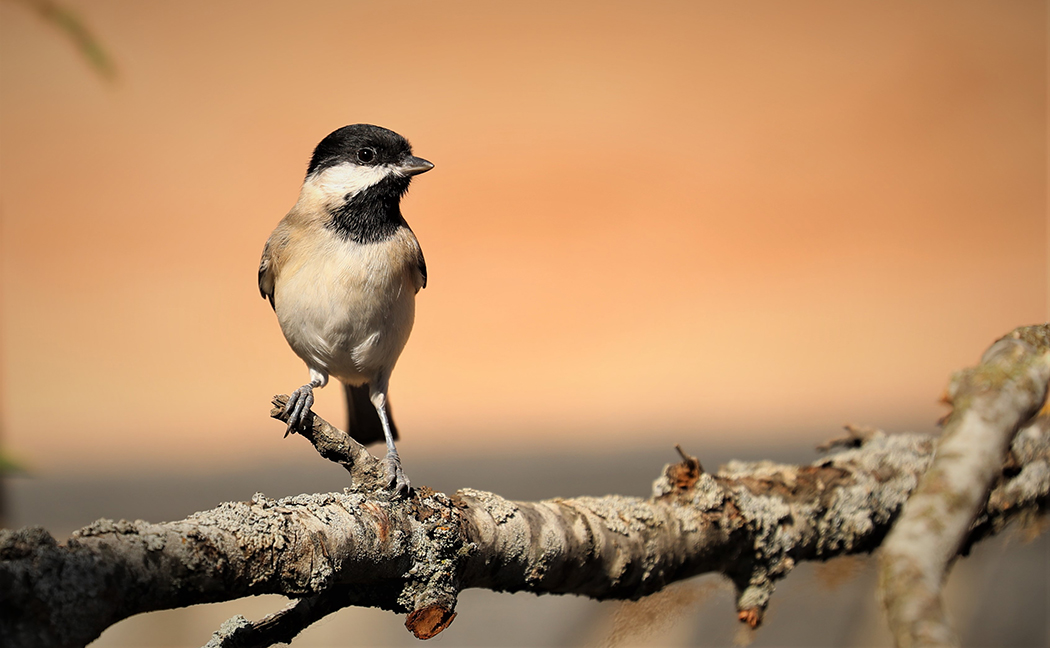 Akyanaklı baştankara