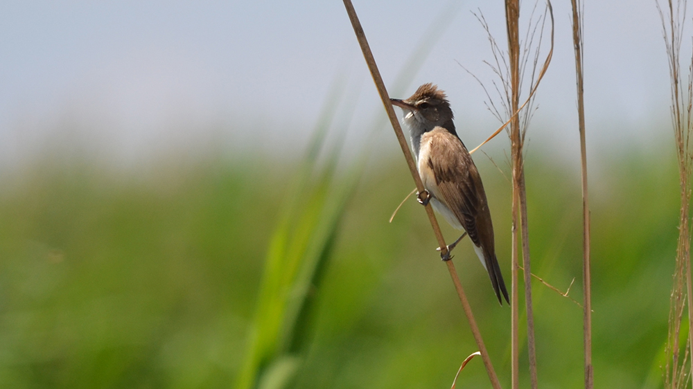 Büyük kamışçın