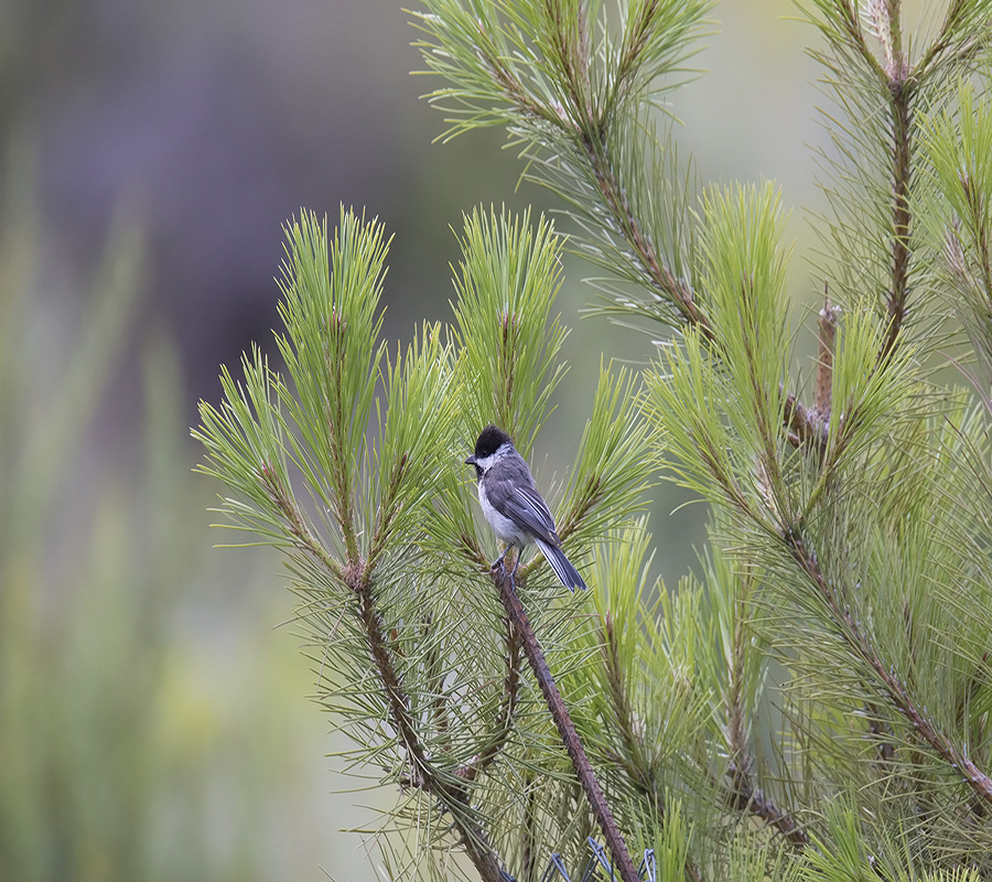 Akyanaklı baştankara