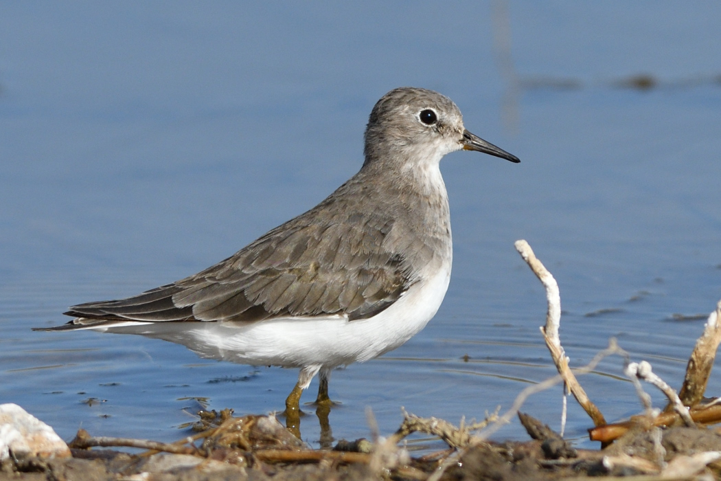 Sarıbacaklı kumkuşu