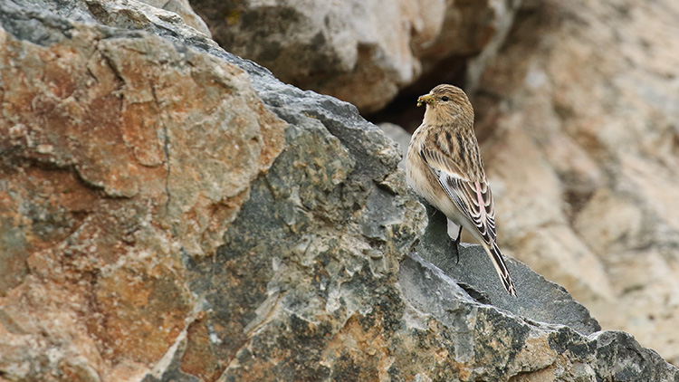 Sarıgagalı ketenkuşu