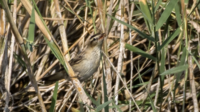 Kındıra kamışçını