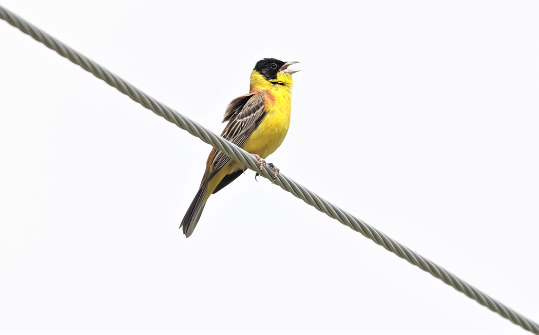 Karabaşlı kirazkuşu