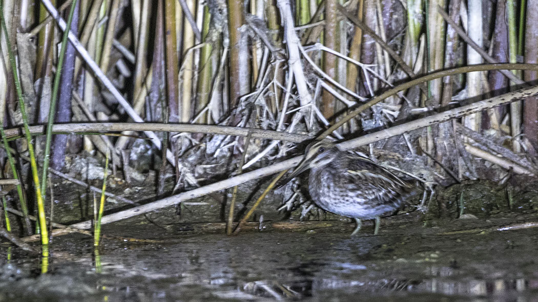 Küçük suçulluğu