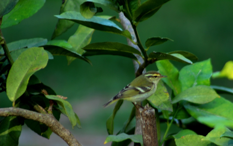 Sarıkaşlı çıvgın