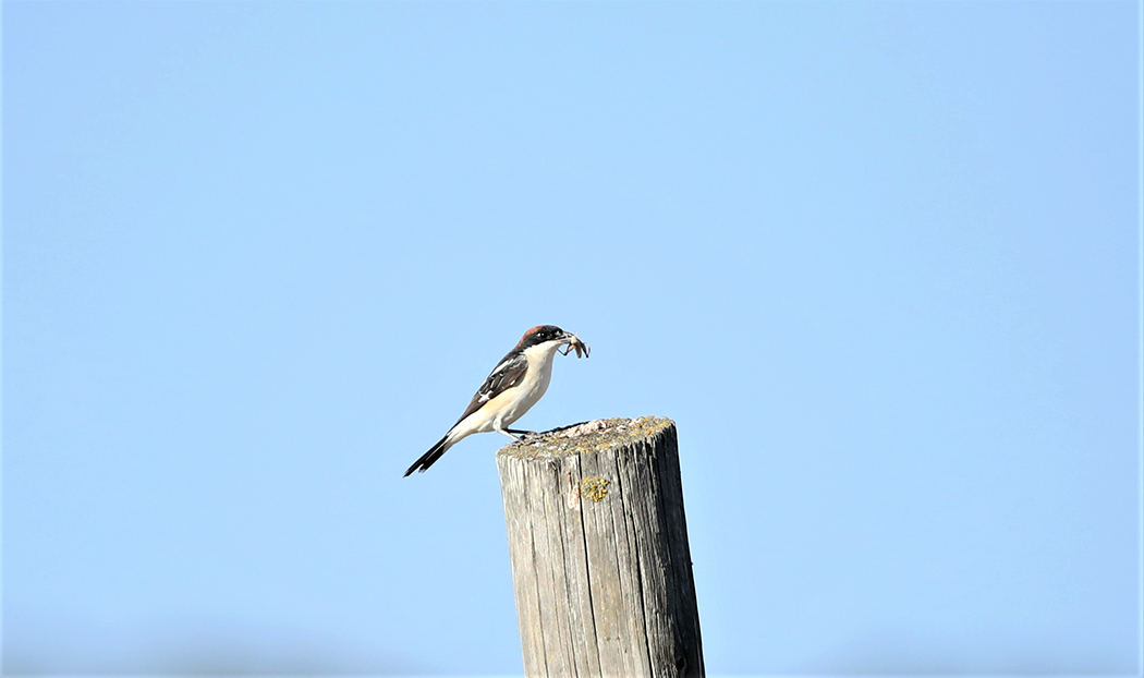 Kızılbaşlı örümcekkuşu