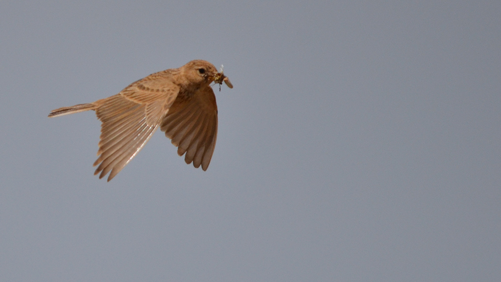 Türkistan çorak toygarı