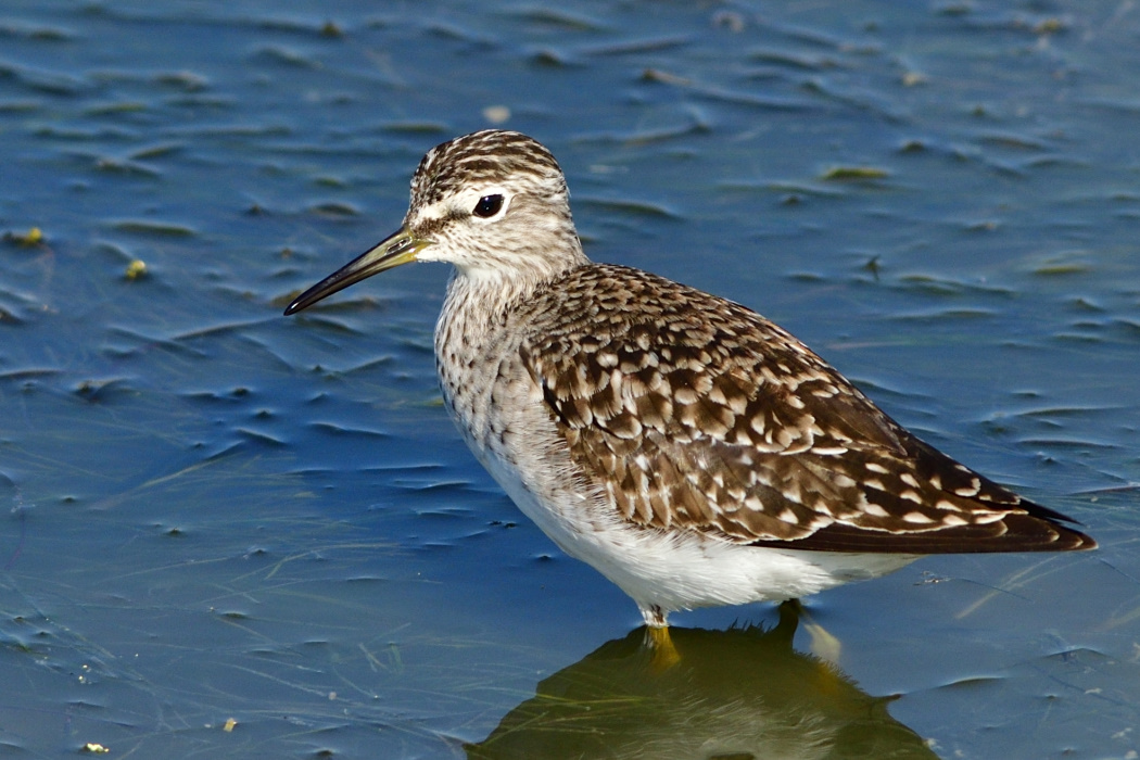 Orman düdükçünü