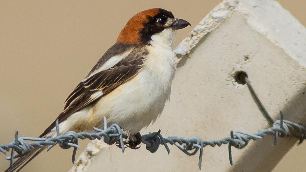 Kızılbaşlı örümcekkuşu