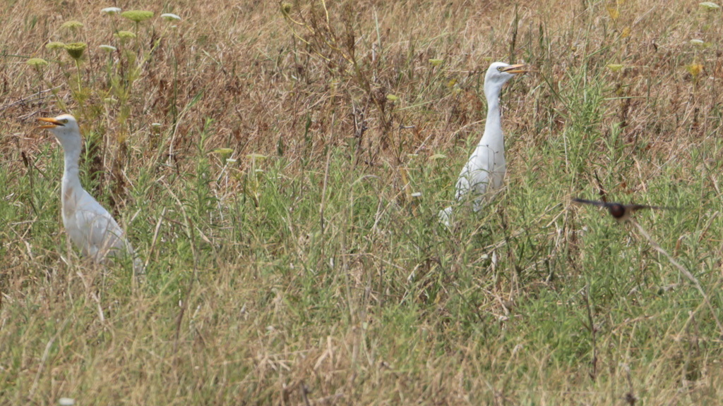Sığır balıkçılı