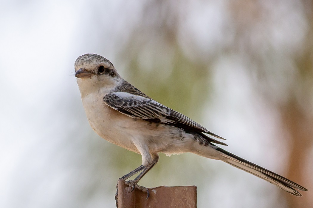 Maskeli örümcekkuşu