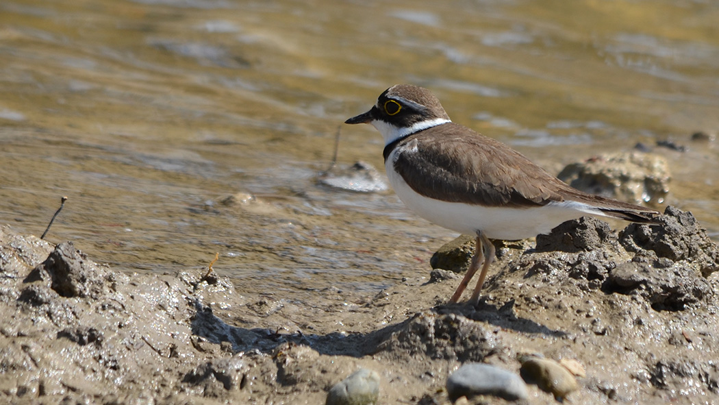 Halkalı küçük cılıbıt