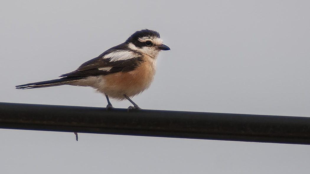 Maskeli örümcekkuşu