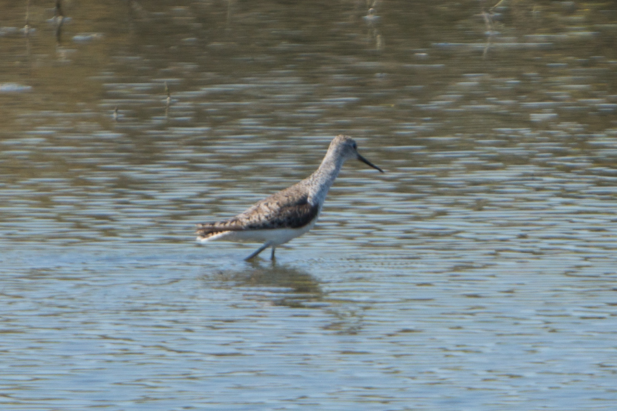 Bataklık düdükçünü