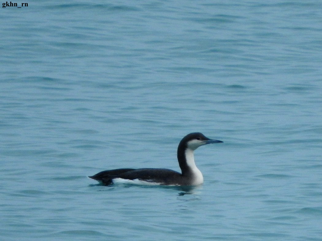 Karagerdanlı dalgıç