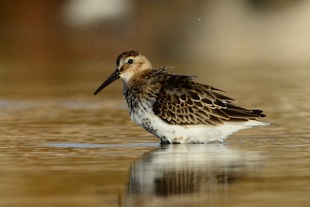 Karakarınlı kumkuşu