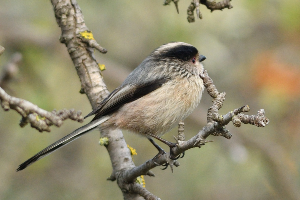 Uzunkuyruklu baştankara