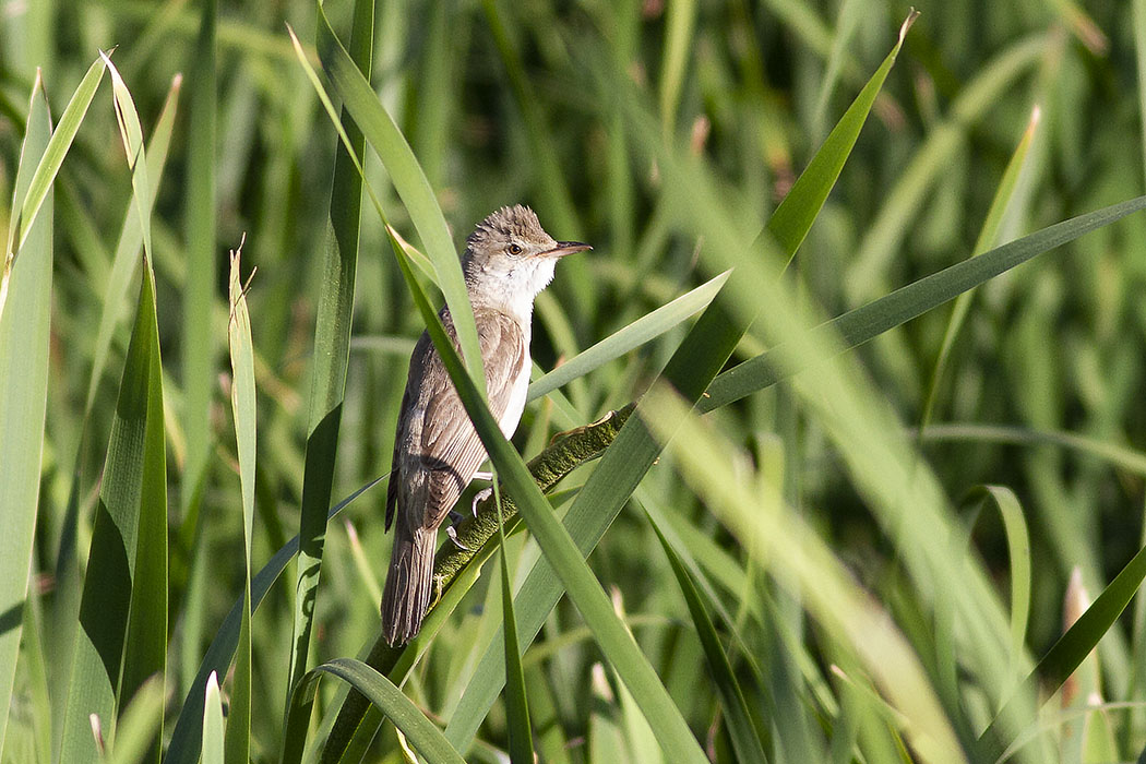 Büyük kamışçın