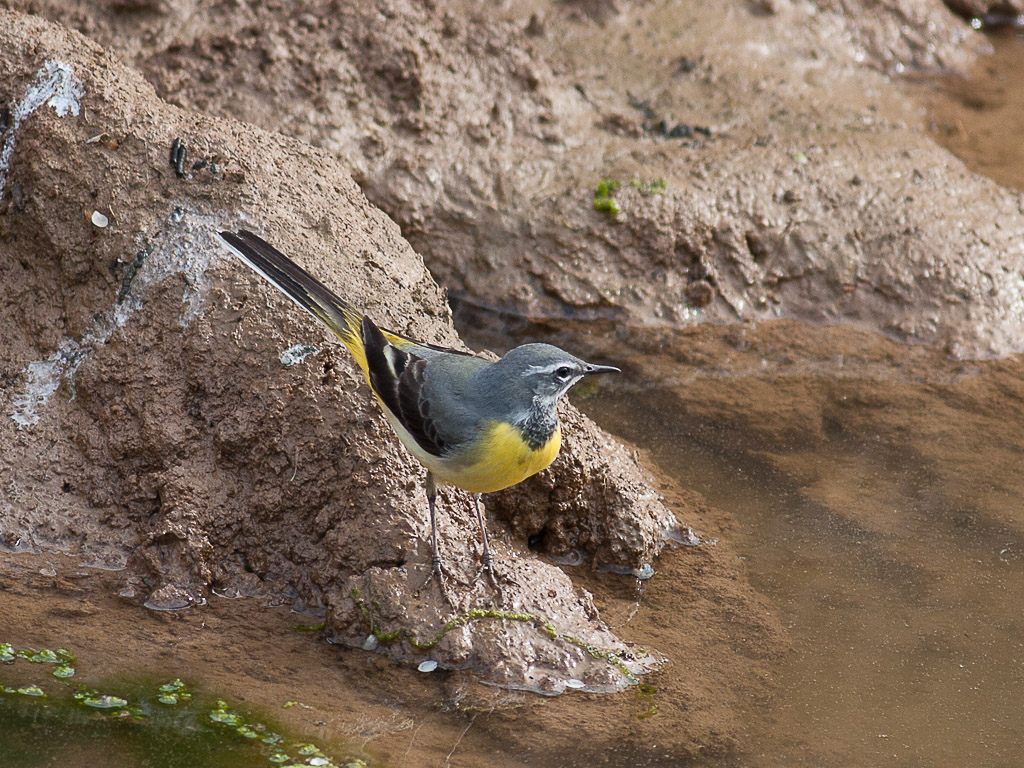 Dağ kuyruksallayanı