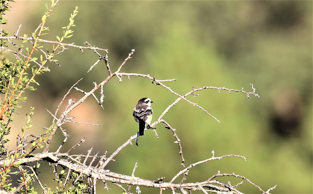 Maskeli örümcekkuşu