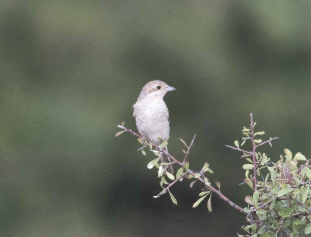 Kızılsırtlı örümcekkuşu
