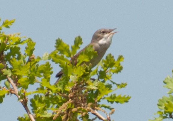 Akgerdanlı ötleğen