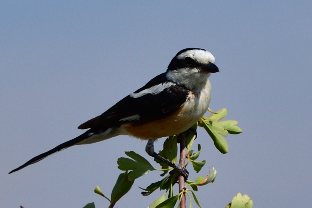 Maskeli örümcekkuşu