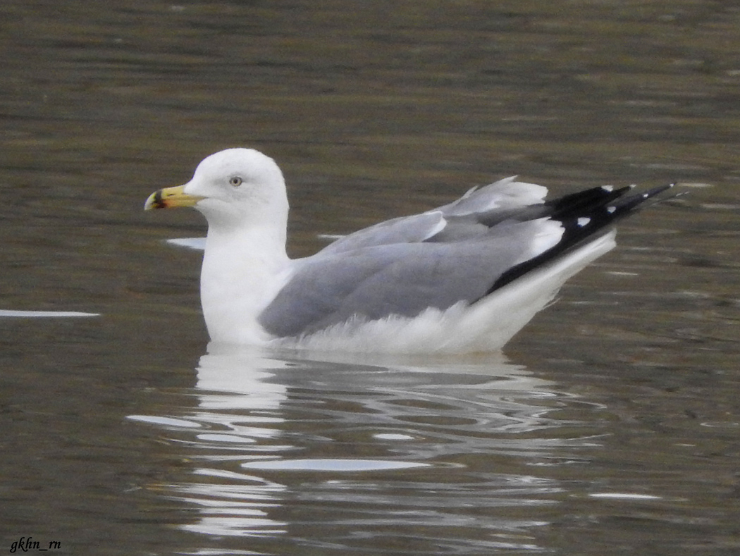 Van gölü martısı