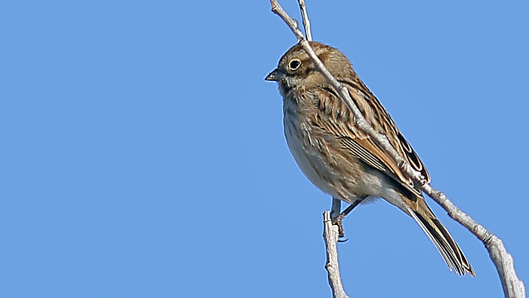 Bataklık Kirazkuşu