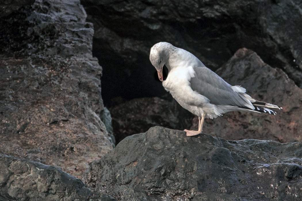 Kuzey gümüş martı