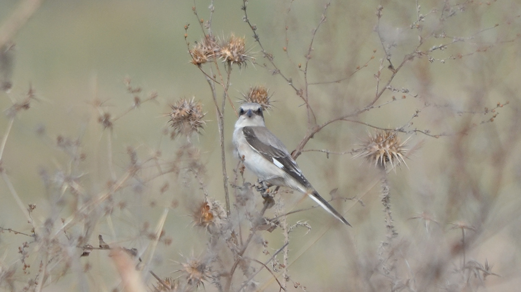 Karaalınlı örümcekkuşu