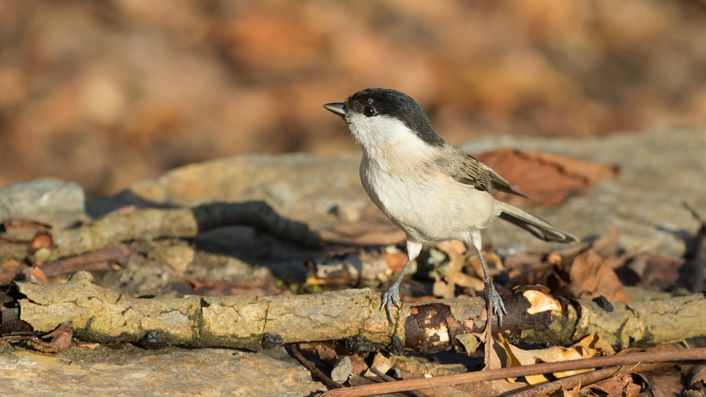 Kayın baştankarası