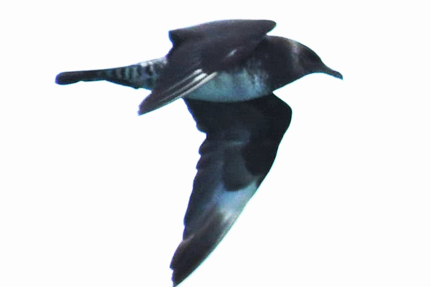 Uzunkuyruklu korsanmartı