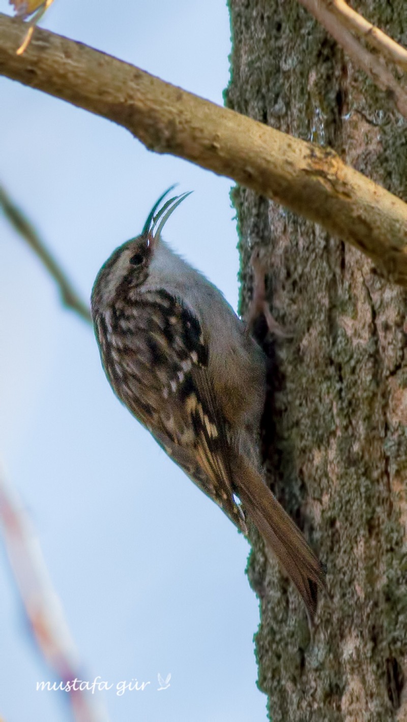 Bahçe tırmaşıkkuşu