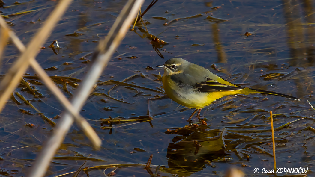 Dağ kuyruksallayanı