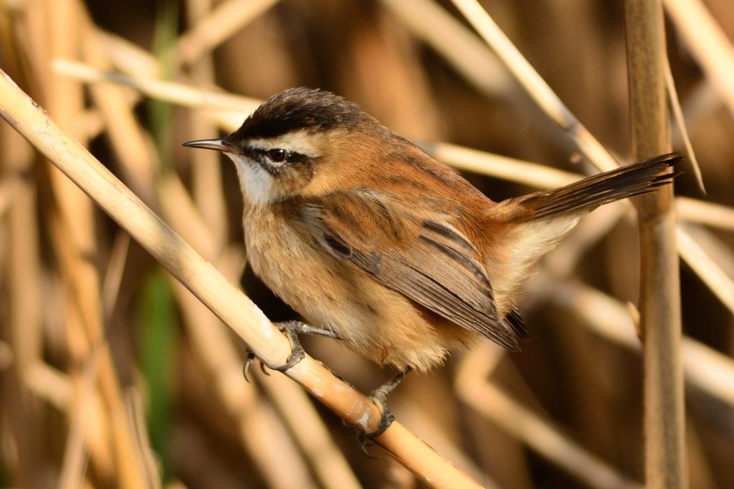 Bıyıklı kamışçın