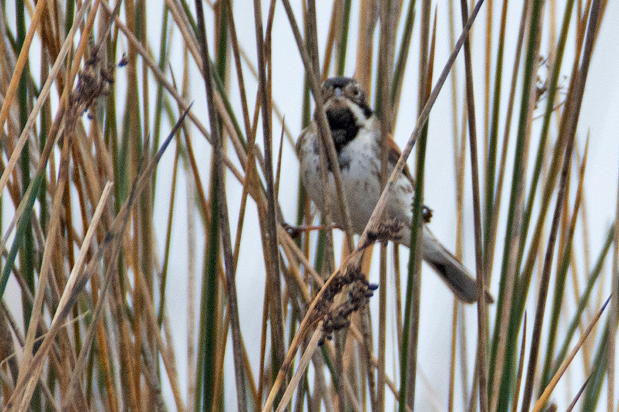 Bataklık Kirazkuşu