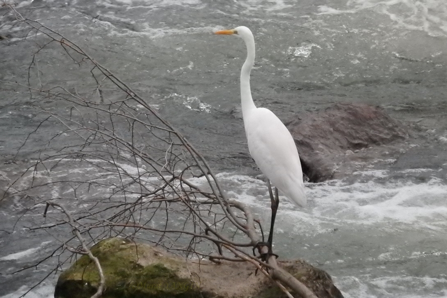 Büyük ak balıkçıl