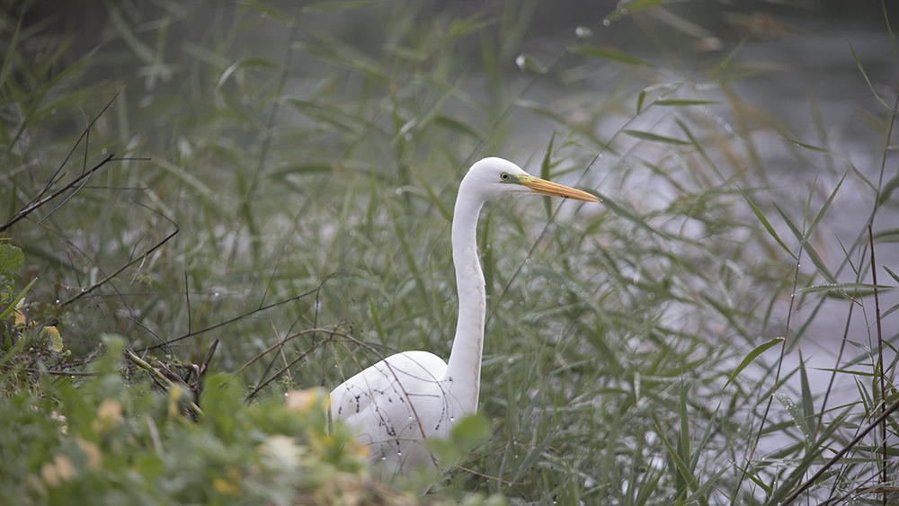 Büyük ak balıkçıl