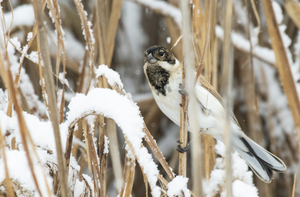 Bataklık Kirazkuşu