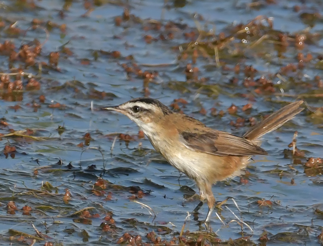 Bıyıklı kamışçın